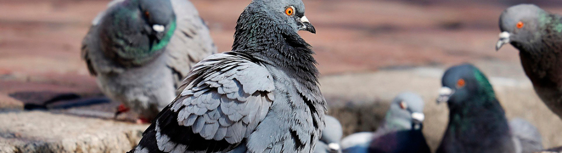 Limpeza do Telhado com Fezes de Pombos 24 HORAS